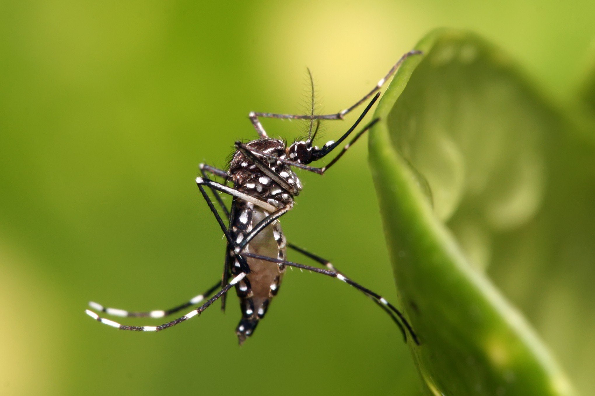 Ministério da Saúde quer incorporar vacina contra chikungunya ao SUS