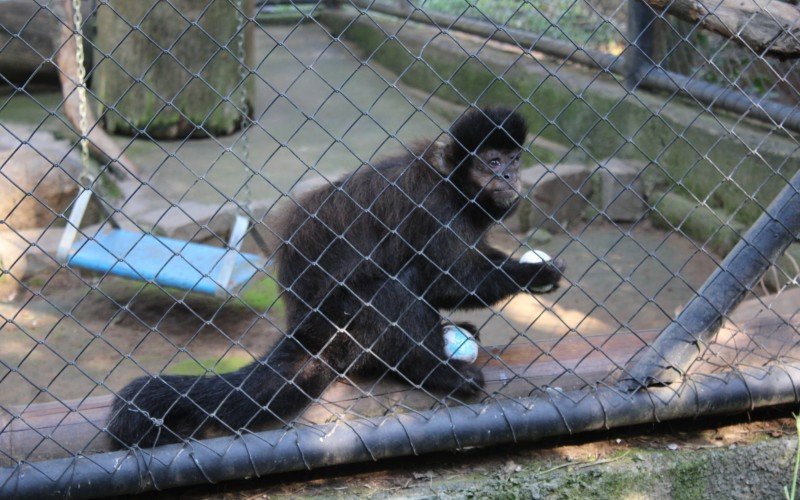 Macaco-prego ganhou ovos decorados no Minizoo