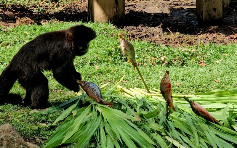 Macaco-prego tentando entender como retirar o peixe