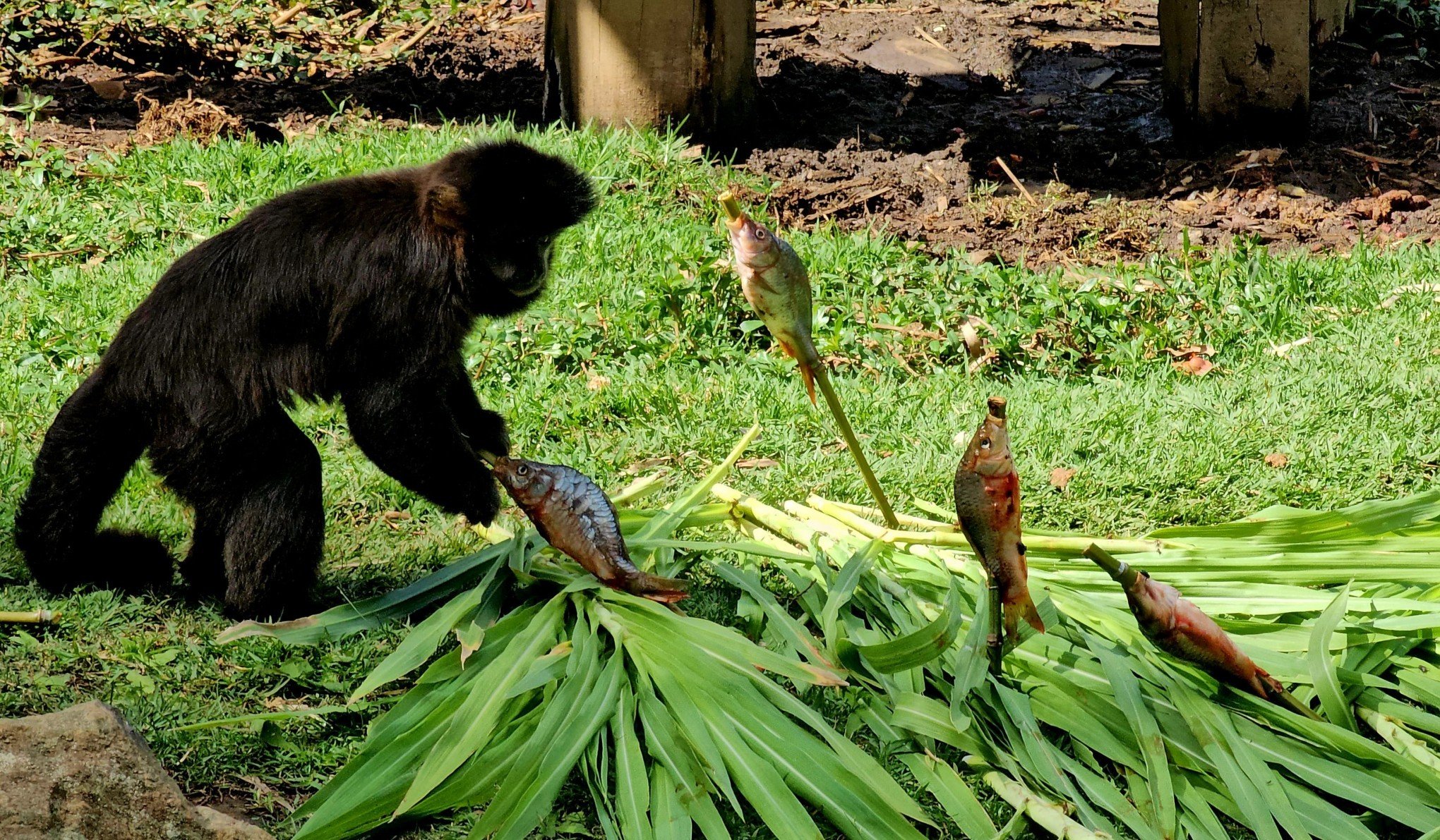 FOTOS: Carne vermelha é trocada por peixes nesta Sexta-feira Santa no Gramadozoo