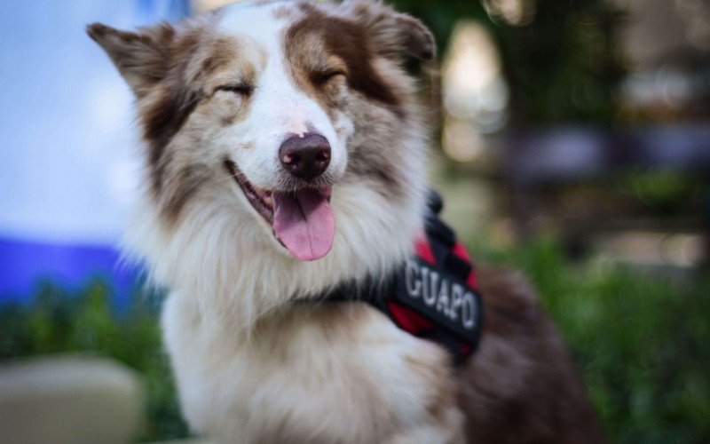 A Cãominhada terá dois quilômetros de percurso