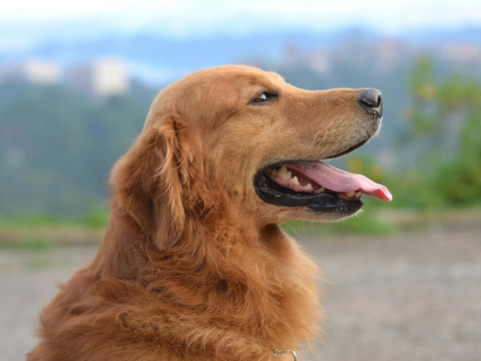 O que significa sonhar com cachorro? 5 interpretações e como decifrar o seu