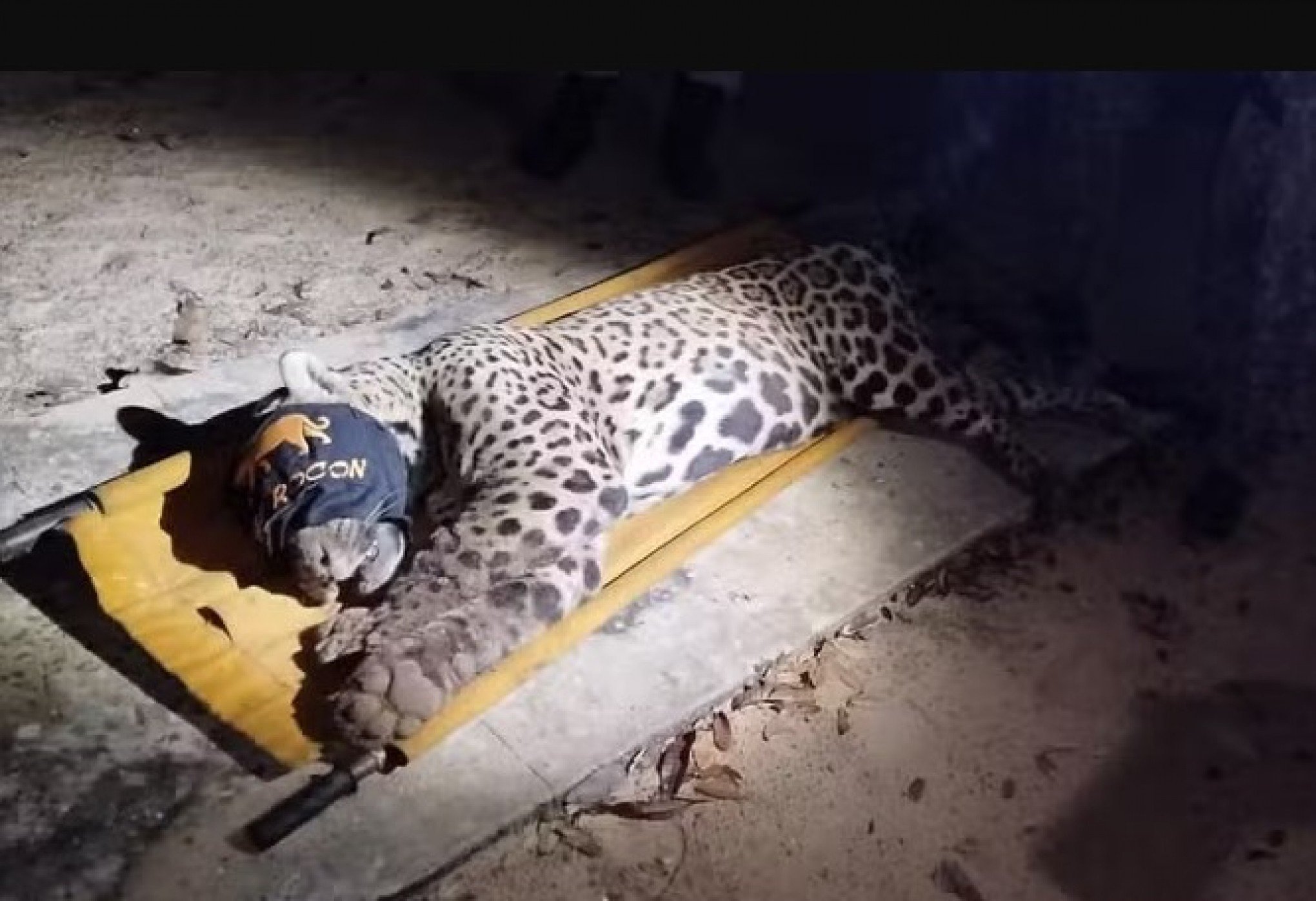 VÍDEO: Veja momento em que onça que matou caseiro é capturada | abc+