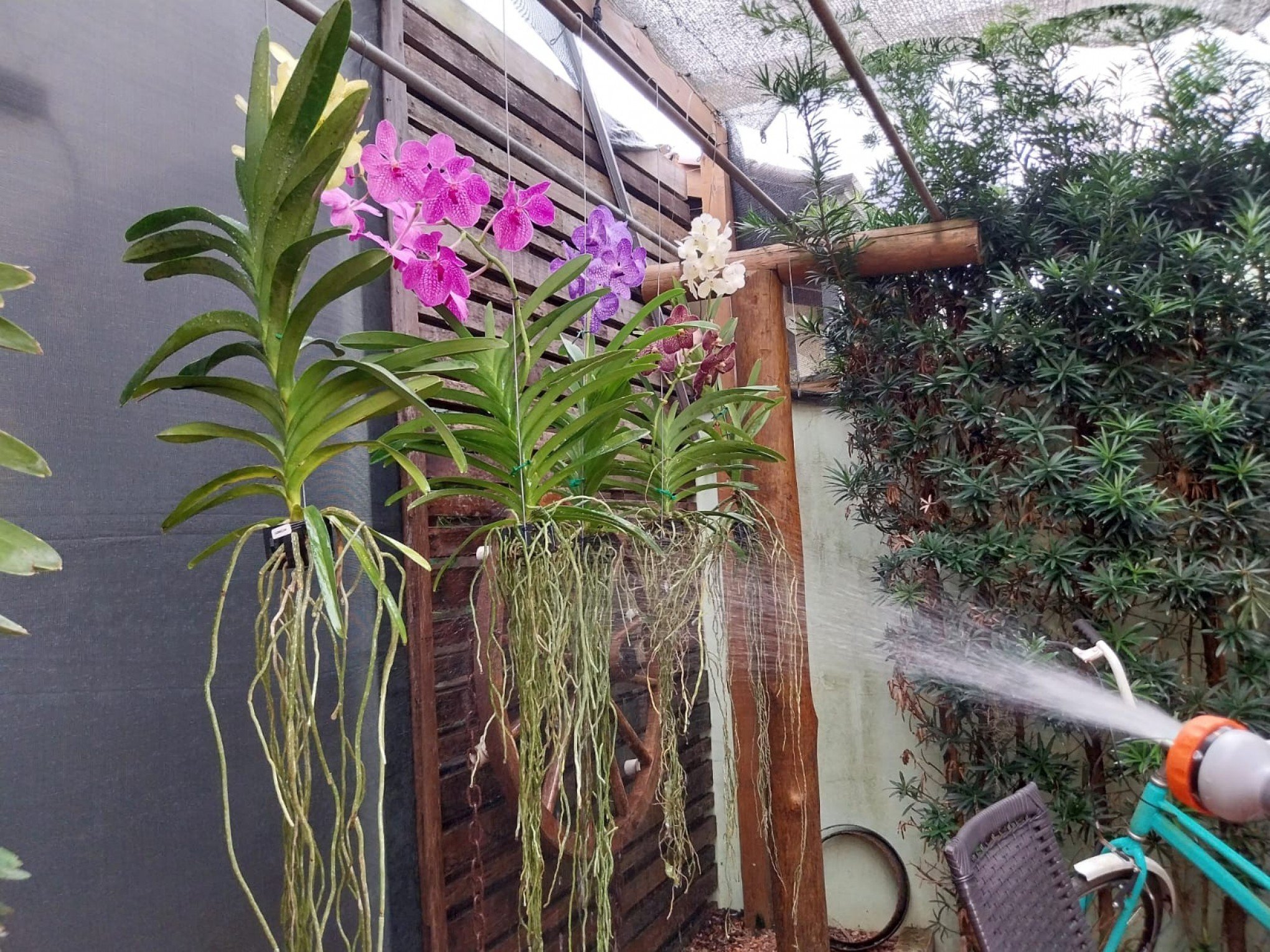 VÍDEO: Conheça a orquídea que pode transformar a decoração do seu ambiente