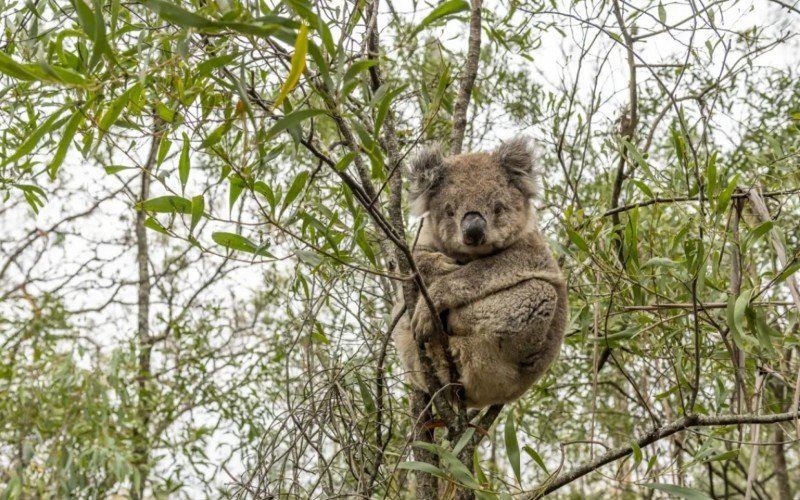 Coalas estão sendo mortos por abate aéreo na Austrália | abc+