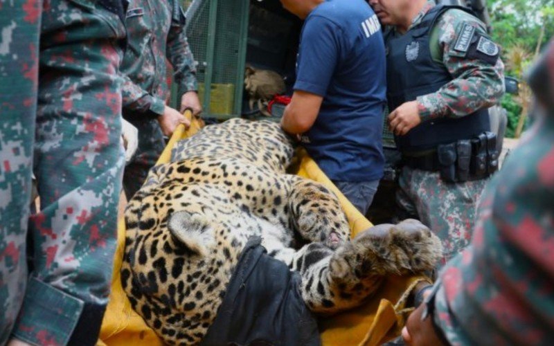 Onça-pintada que matou caseiro no Pantanal Mato Grosso do Sul foi capturada na quinta-feira (24) | abc+
