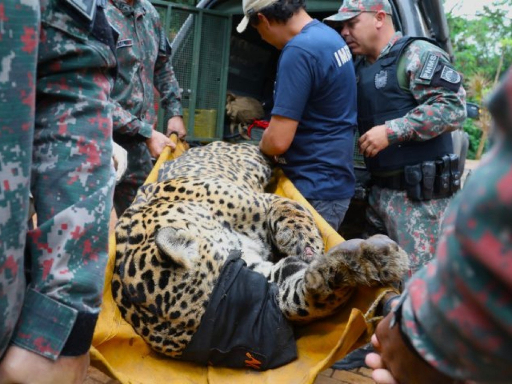 Polícia investiga se material expelido por onça-pintada é de caseiro morto no Pantanal