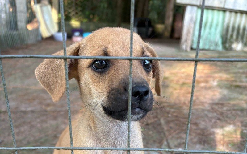 Cão abandonado e resgatado pelo casal  de Sapiranga, Lucas Ferreira e Juliana Wagner