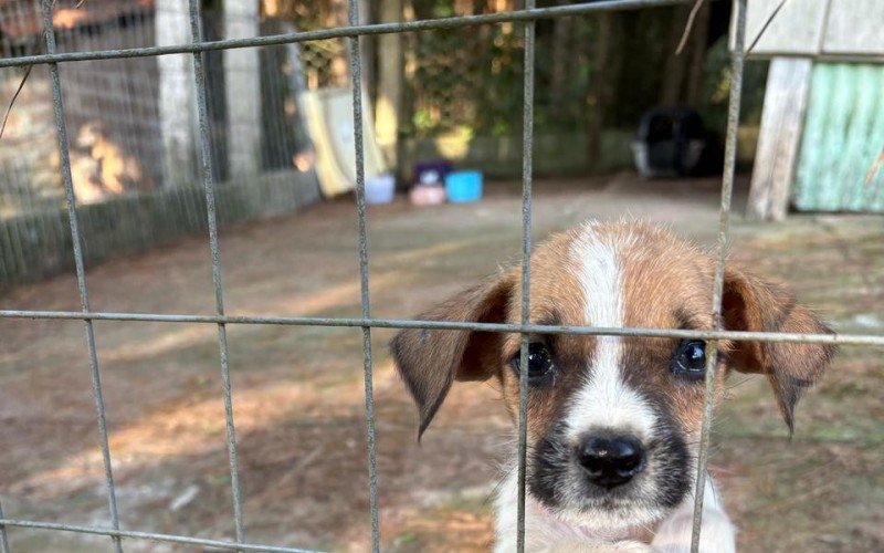 Cão abandonado e resgatado pelo casal  de Sapiranga, Lucas Ferreira e Juliana Wagner
