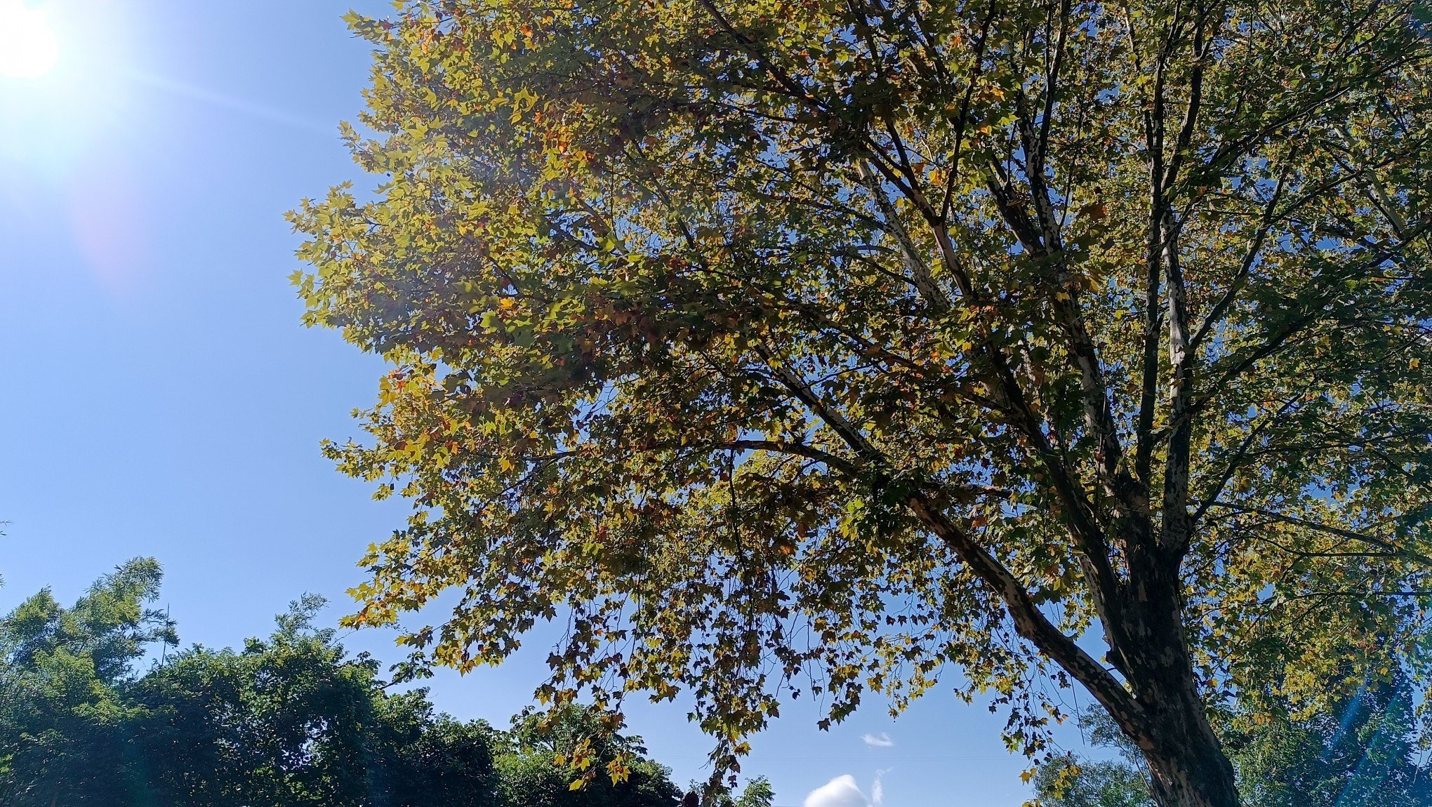 PREVISÃO DO TEMPO: Domingo de Dia das Mães terá geada e frio abaixo de 5ºC em pontos do RS