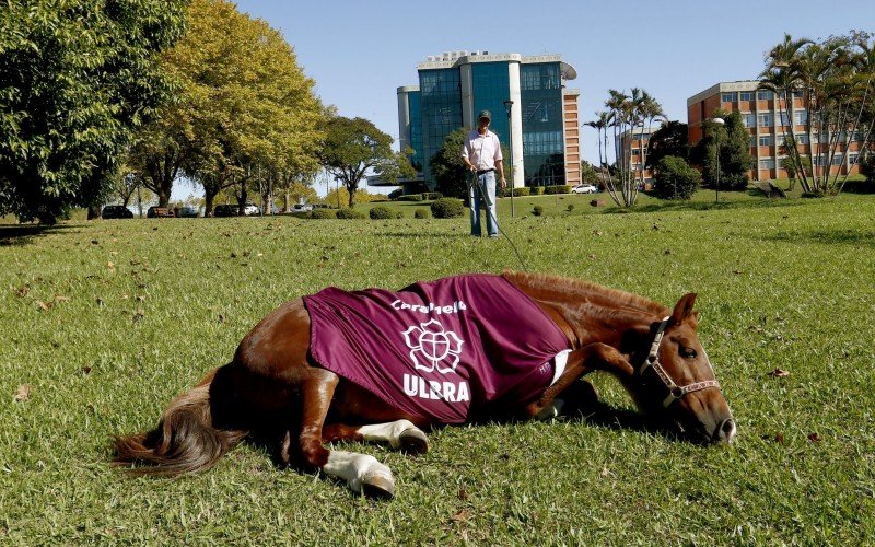  29/04/2025 CAVALO CARAMELO