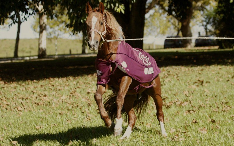  29/04/2025 CAVALO CARAMELO