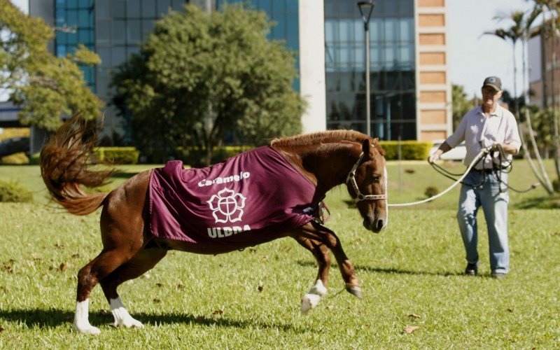  29/04/2025 CAVALO CARAMELO