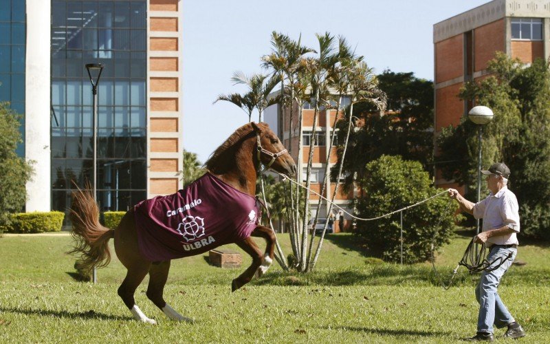 Cavalo Caramelo e seu cuidador, Roque Hennicka, na Ulbra