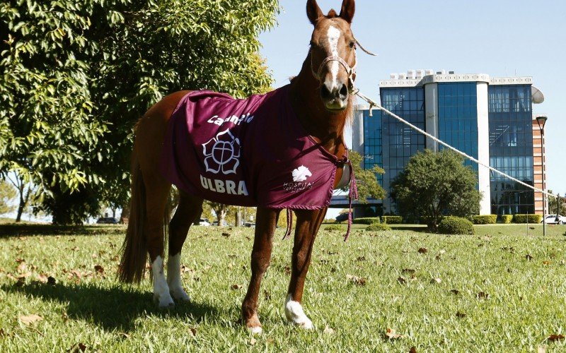 29/04/2025 CAVALO CARAMELO