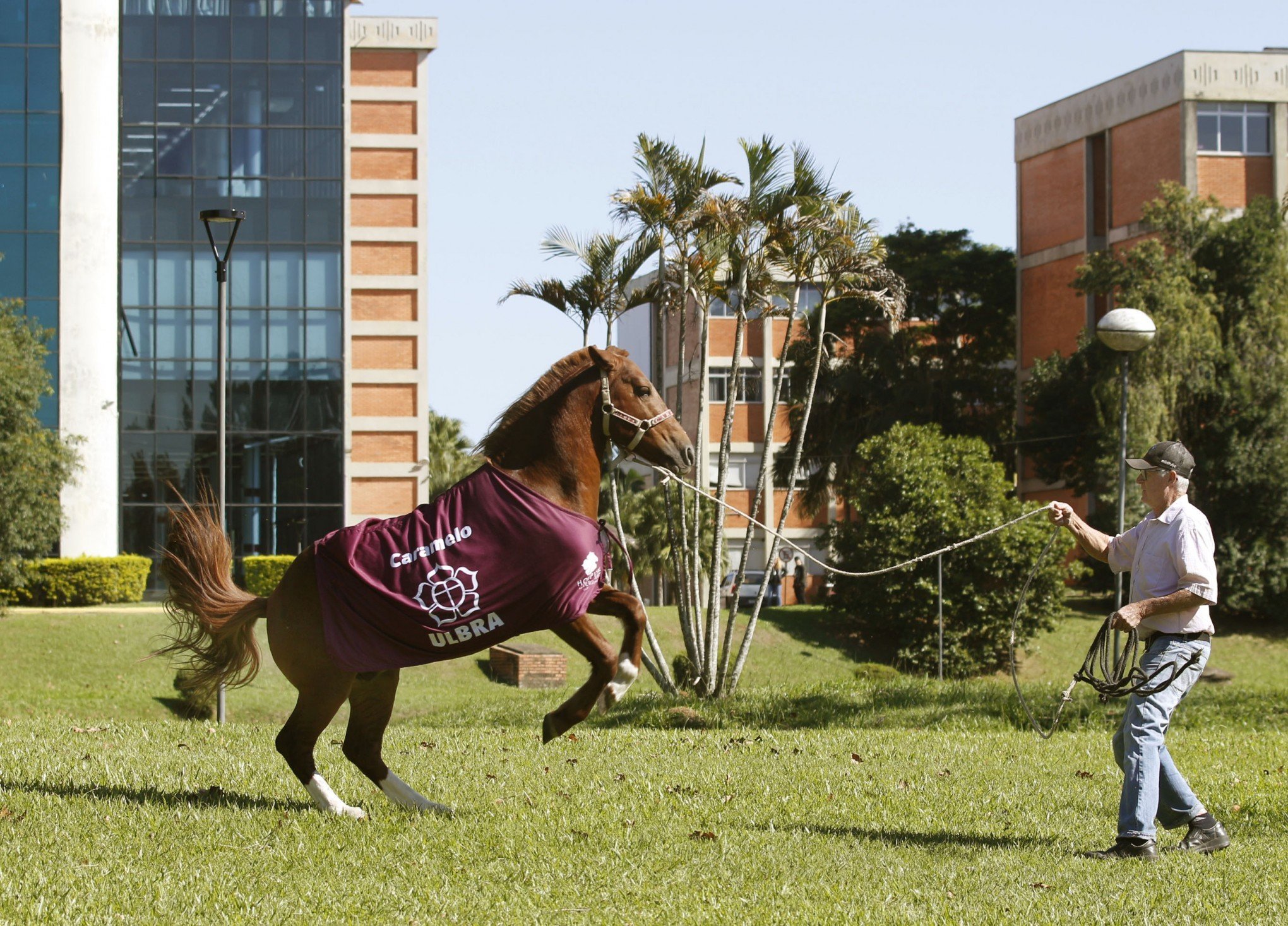A rotina do cavalo Caramelo um ano após a enchente histórica