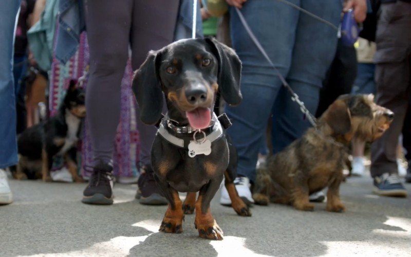 Tutores de dachshund se reuniram em praça de Budapeste, Hungria, nesta quinta-feira | abc+