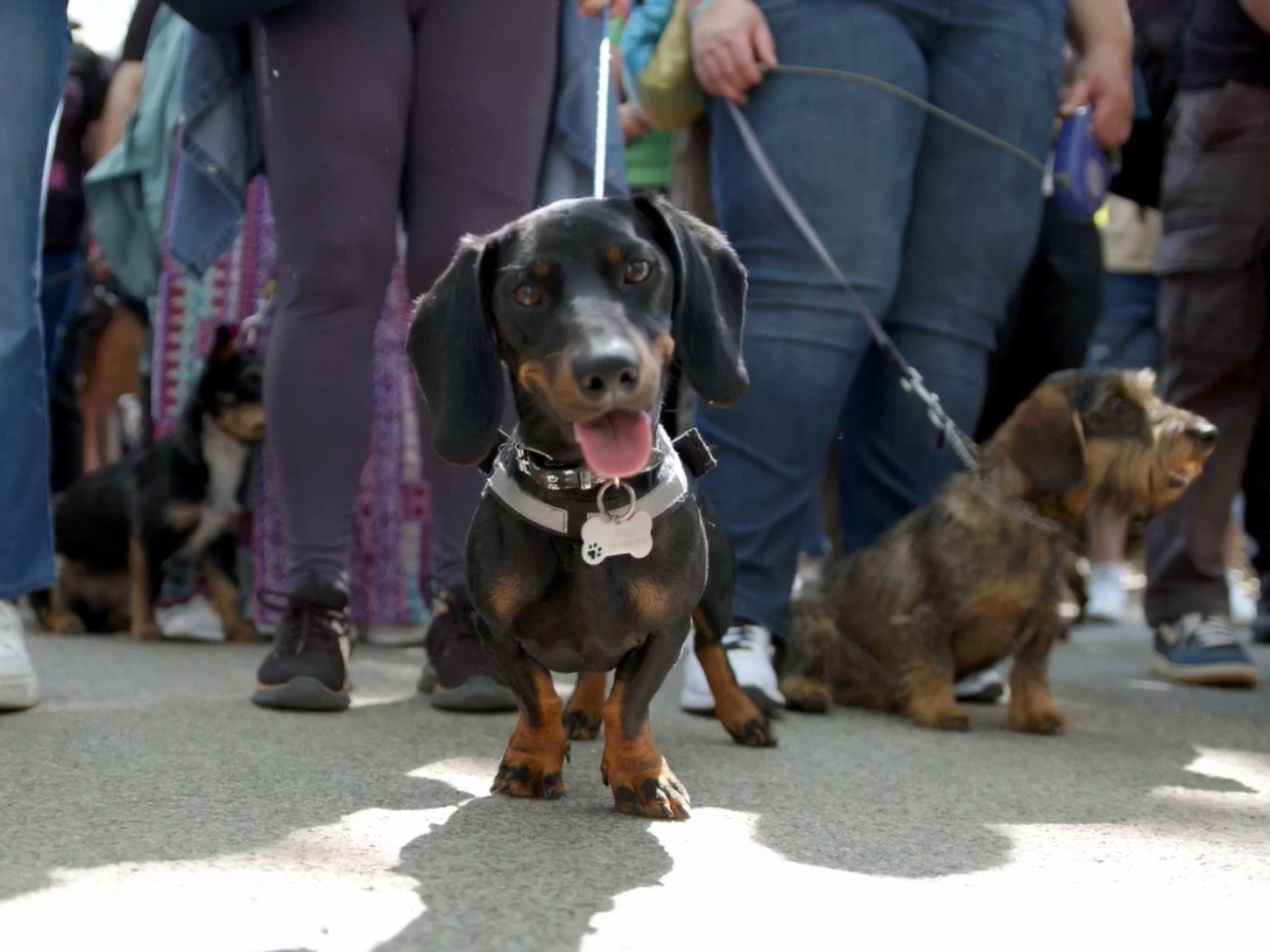 Caminhada de "salsichas": Centenas de dachshunds se reúnem para quebrar recorde; veja vídeo