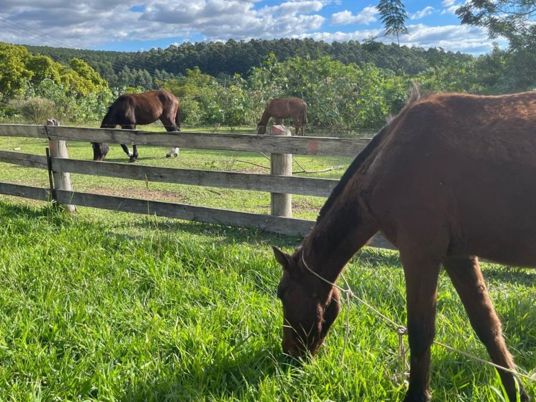 Cavalos resgatados de maus-tratos em São Leopoldo são adotados e ganham lar definitivo