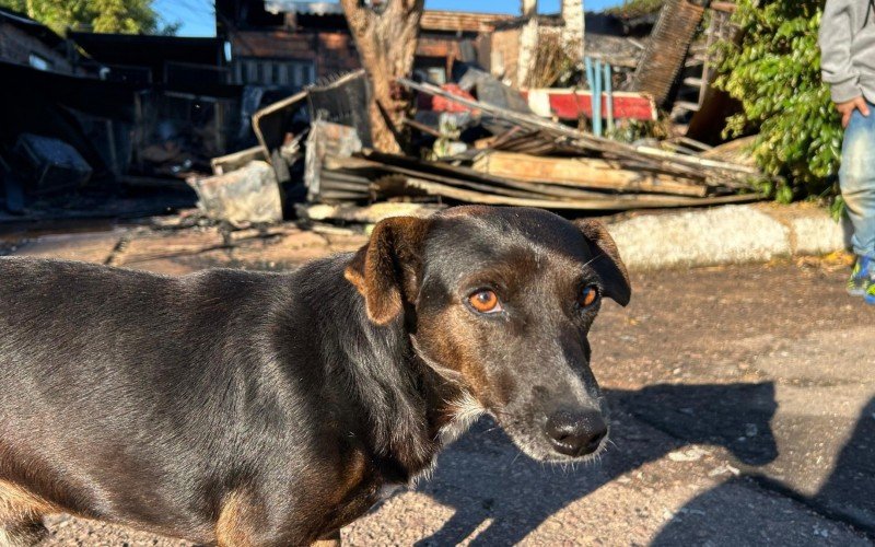 Vira-lata é tido como herói ao avisar incêndio e ajudar a salvar família em Novo Hamburgo | abc+