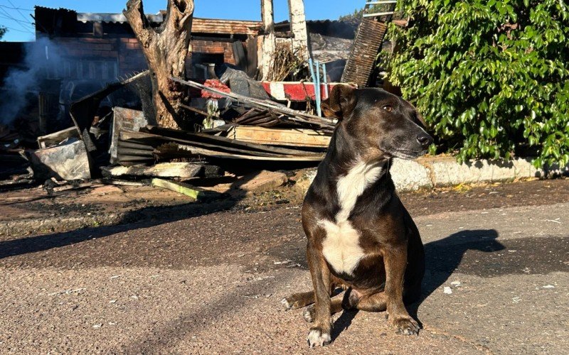 Vira-lata é tido como herói ao avisar incêndio e ajudar a salvar família em Novo Hamburgo | abc+