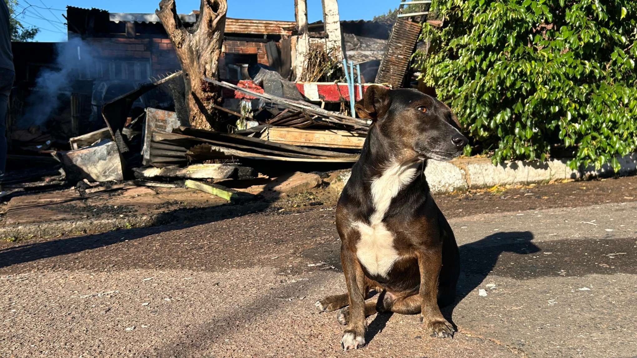 Como cachorro ajudou a salvar família de incêndio em Novo Hamburgo