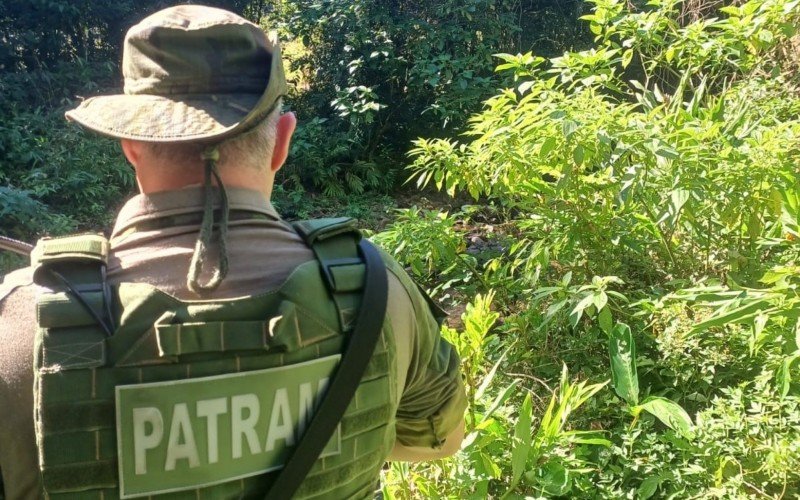 Buscas não encontraram nenhum animal silvestre na propriedade | abc+