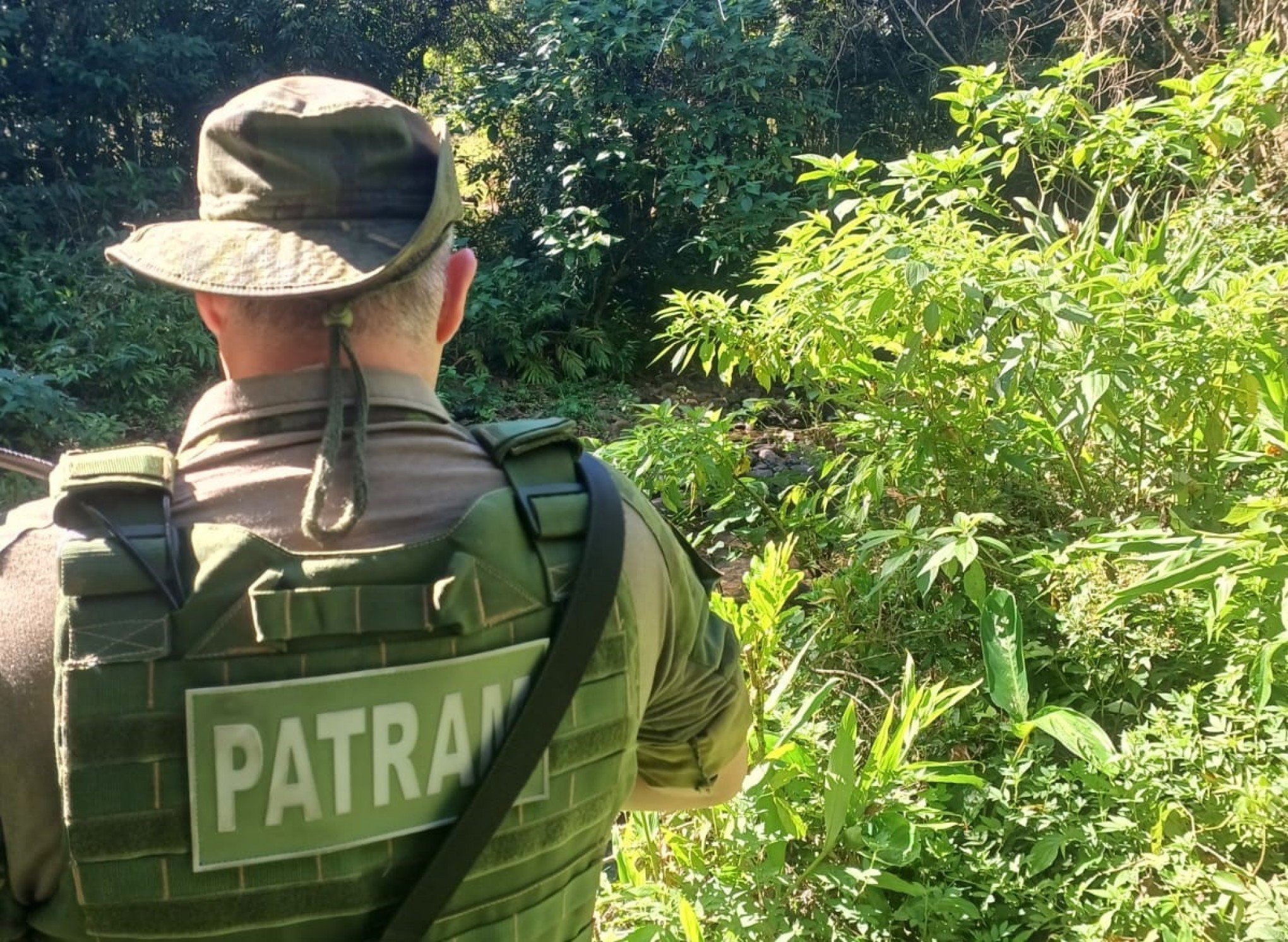 Buscas a puma que teria atacado agricultor no litoral norte são encerradas; entenda