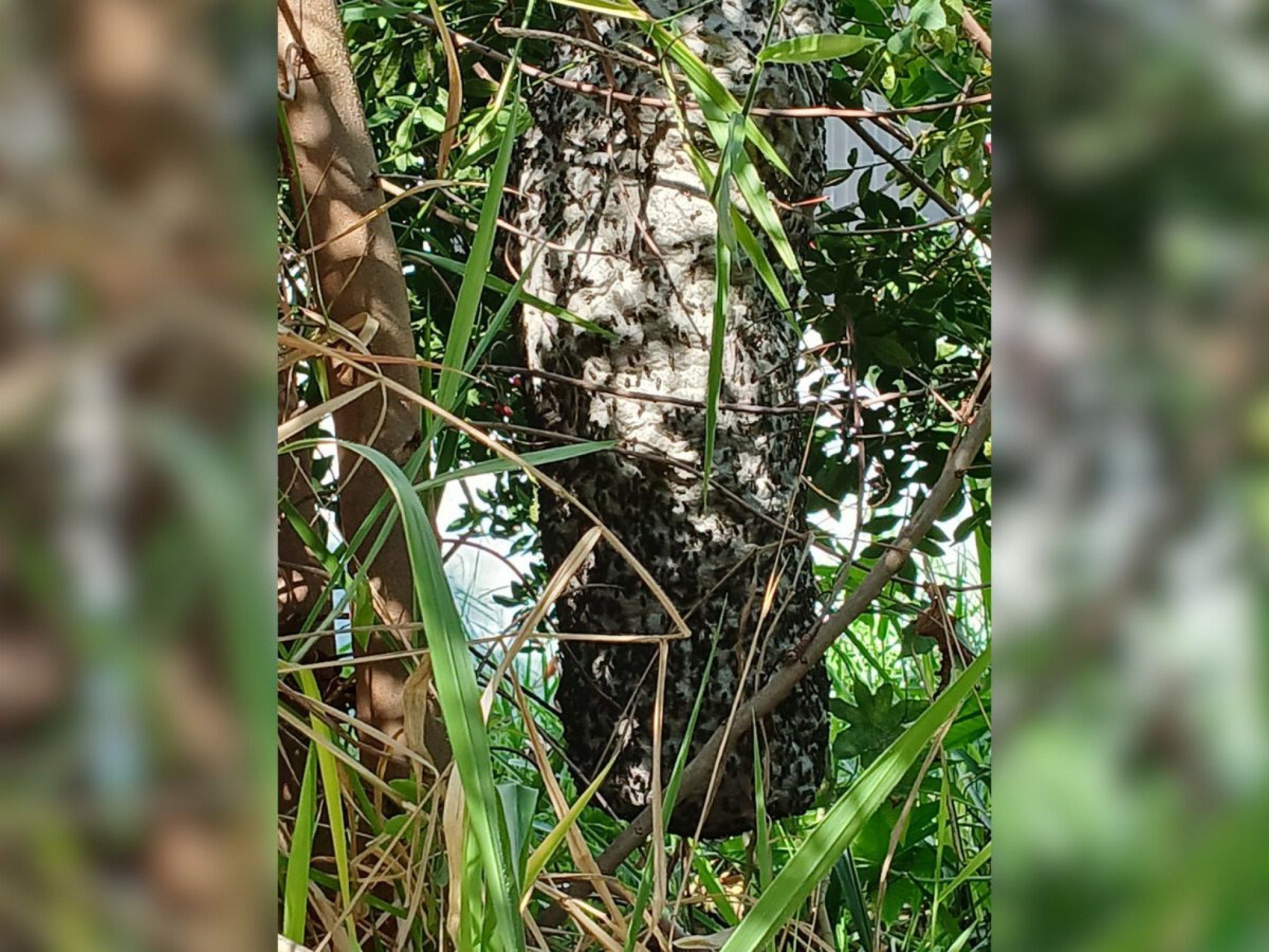 Após ataques de abelhas em Ivoti, enxames preocupam em Novo Hamburgo