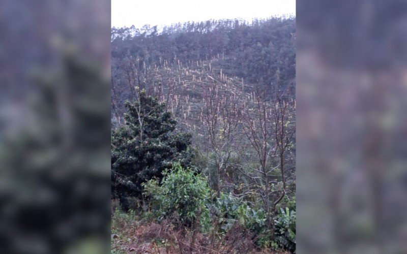 Tornado em Erval Grande arrancou árvores em área rural da cidade | abc+