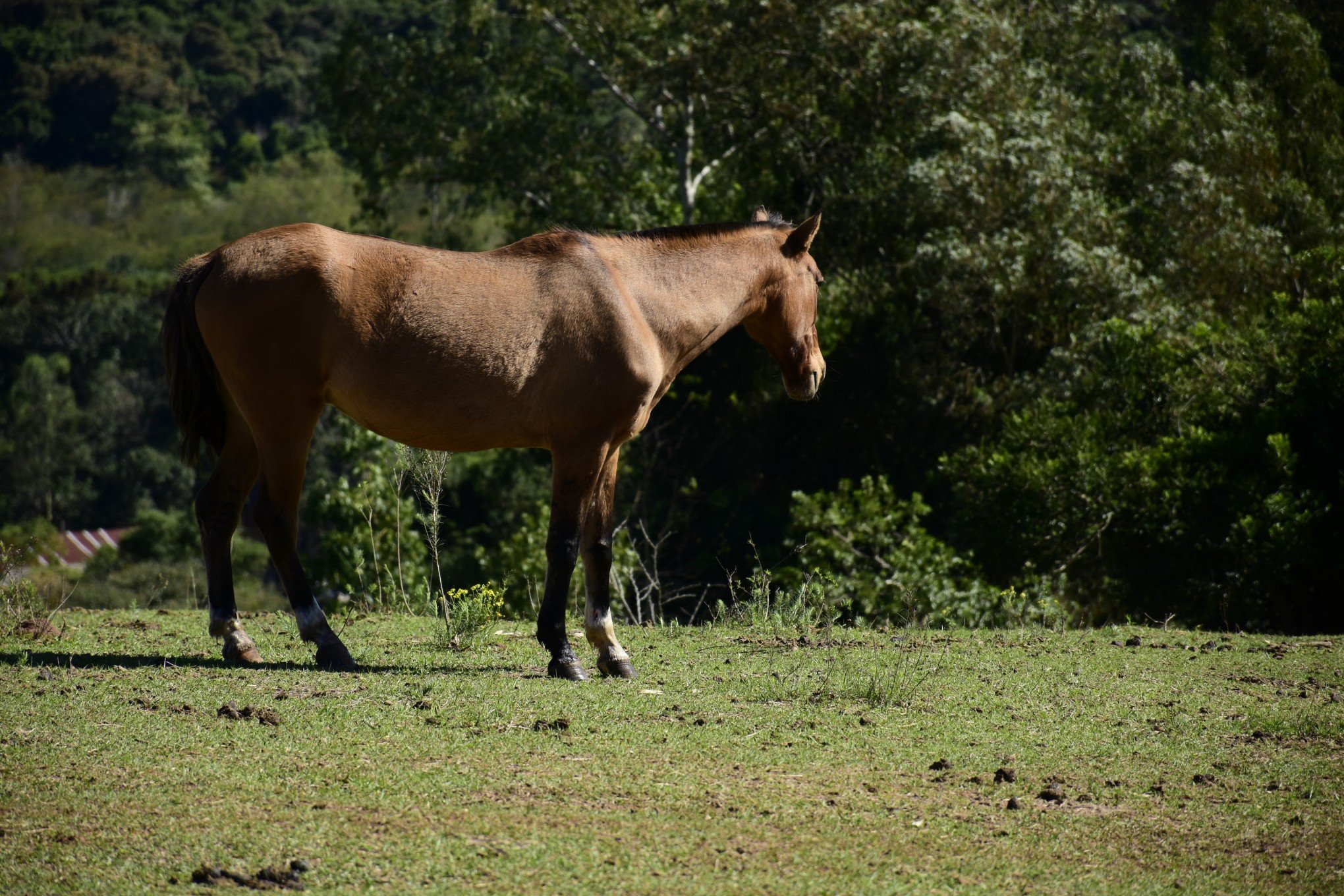 Cavalos em clínica de reabilitação de Gravataí