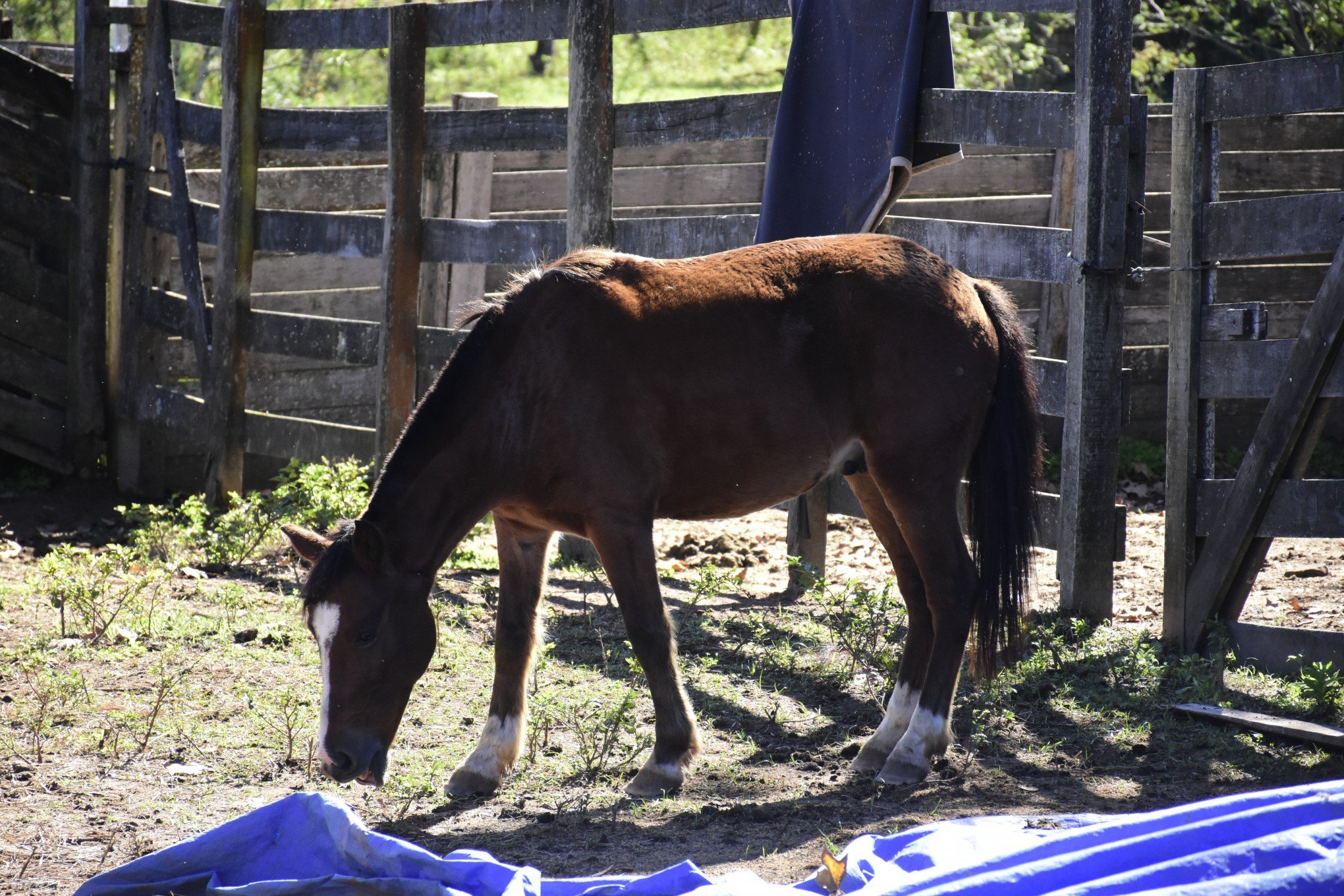 Cavalos em clínica de reabilitação de Gravataí