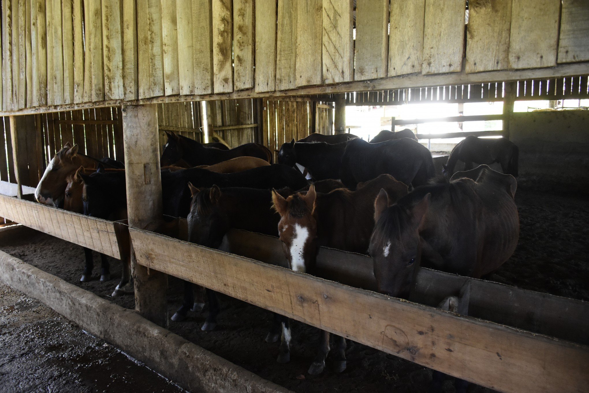 Cavalos em clínica de reabilitação de Gravataí