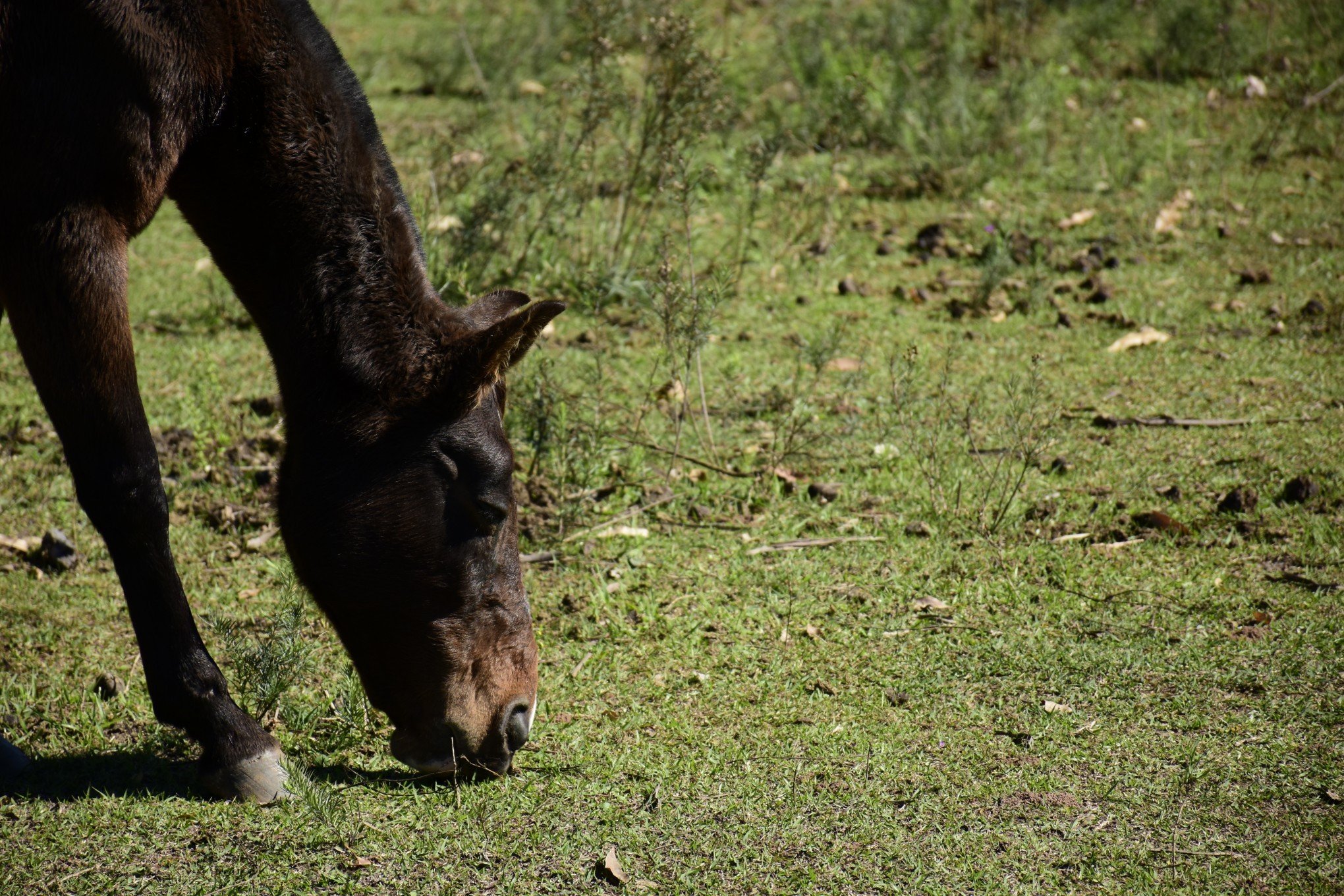 Cavalos em clínica de reabilitação de Gravataí