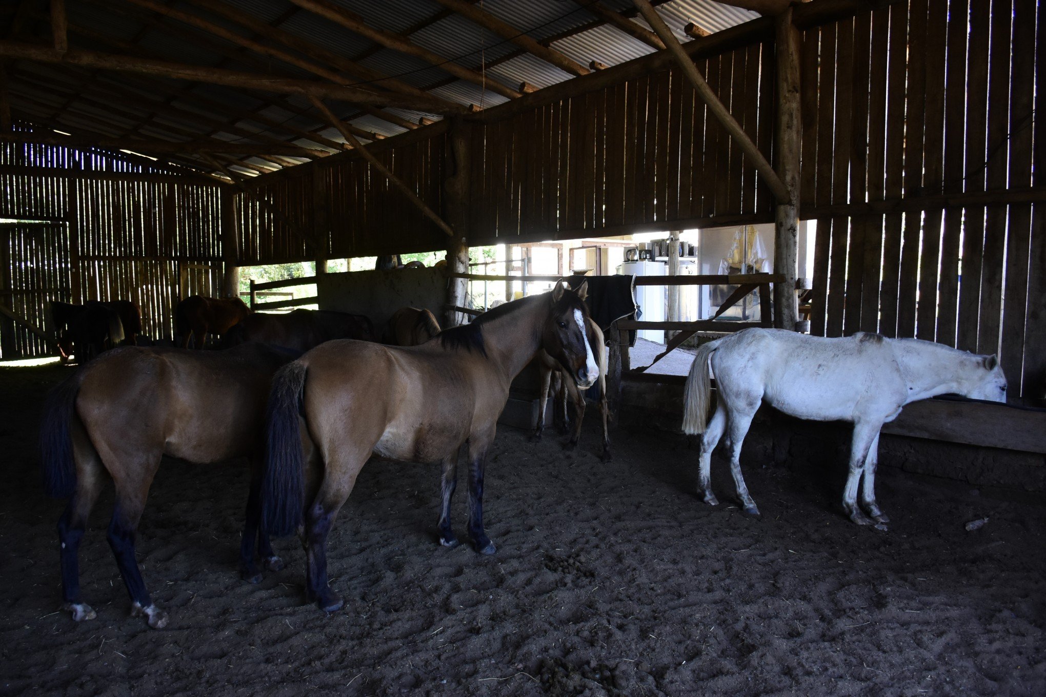 Cavalos em clínica de reabilitação de Gravataí