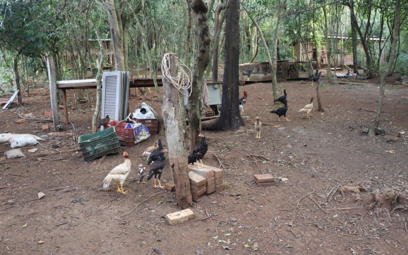 Mais de 560 galos foram encontrados em terreno no bairro das Quintas, em Estância Velha. | abc+