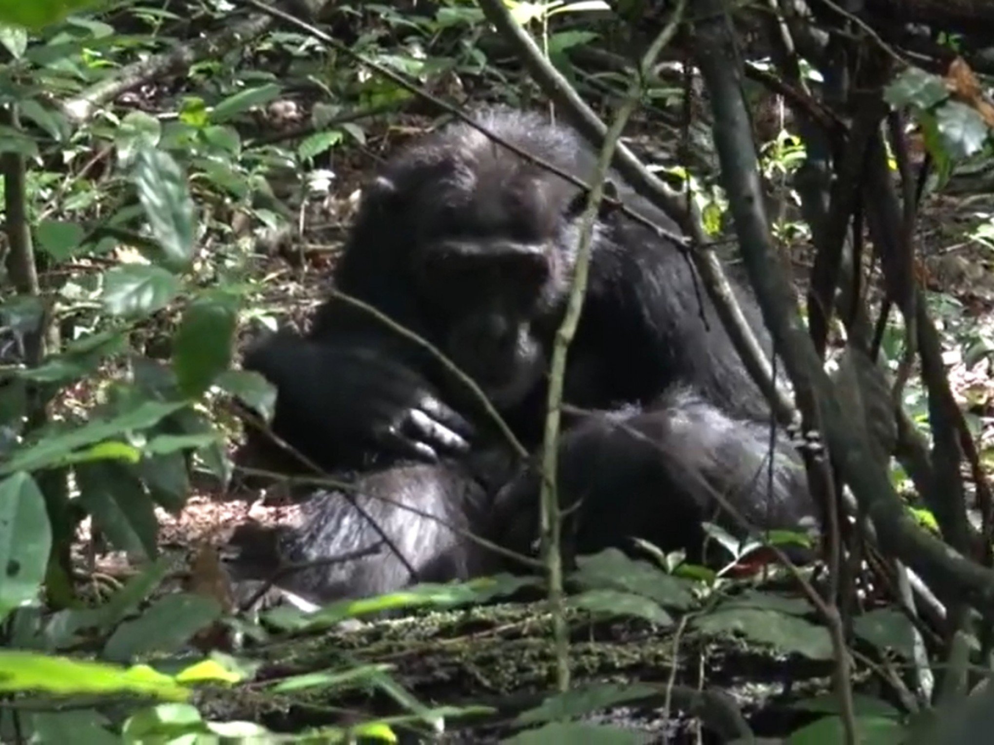 VÍDEO: Chimpanzés fazem primeiros socorros com plantas e outras técnicas; veja flagra que leva pesquisadores a nova descoberta