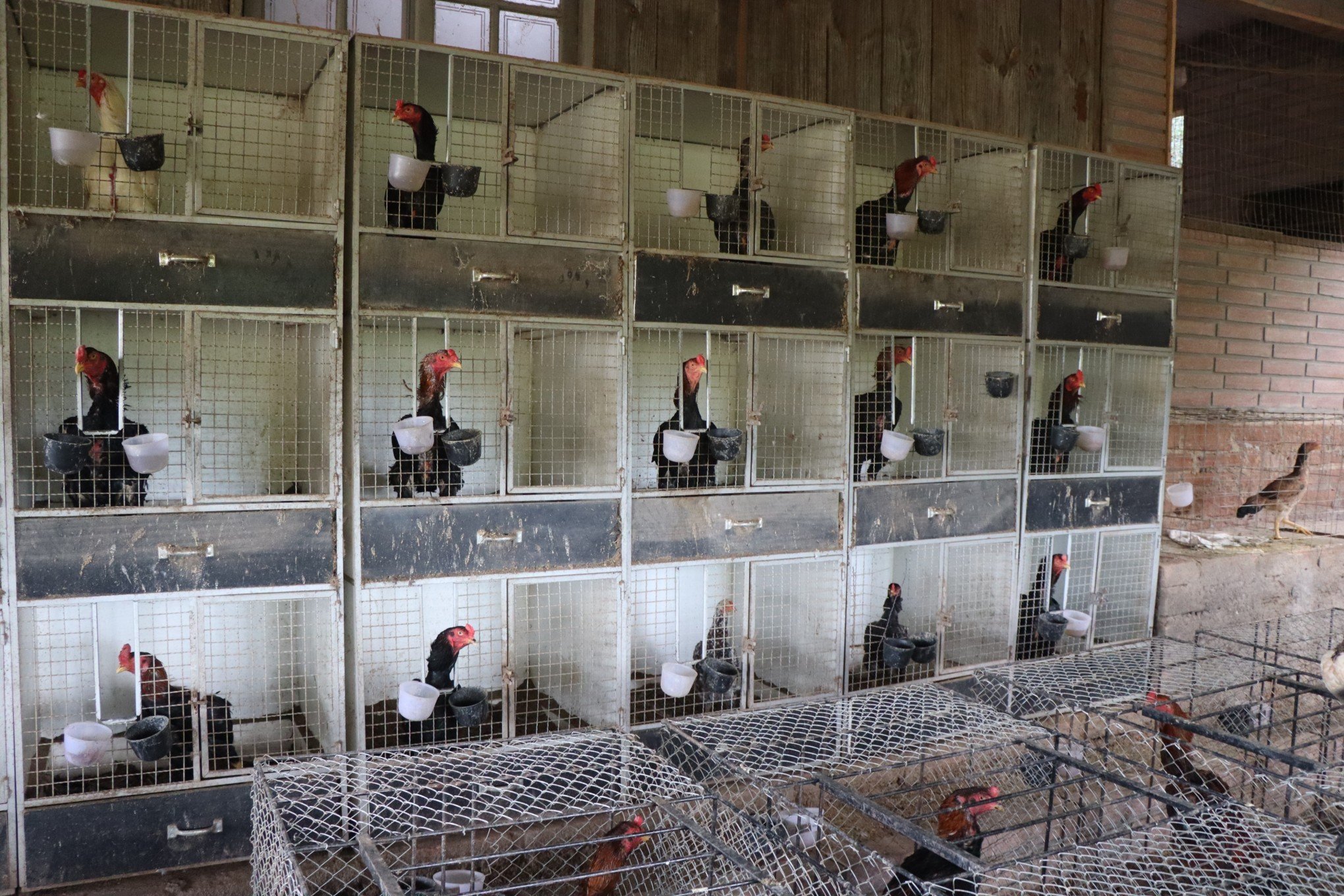 GRIPE AVIÁRIA: Criadouro clandestino onde mais de 500 galos de rinha foram encontrados em Estância Velha sob suspeita de H5N1