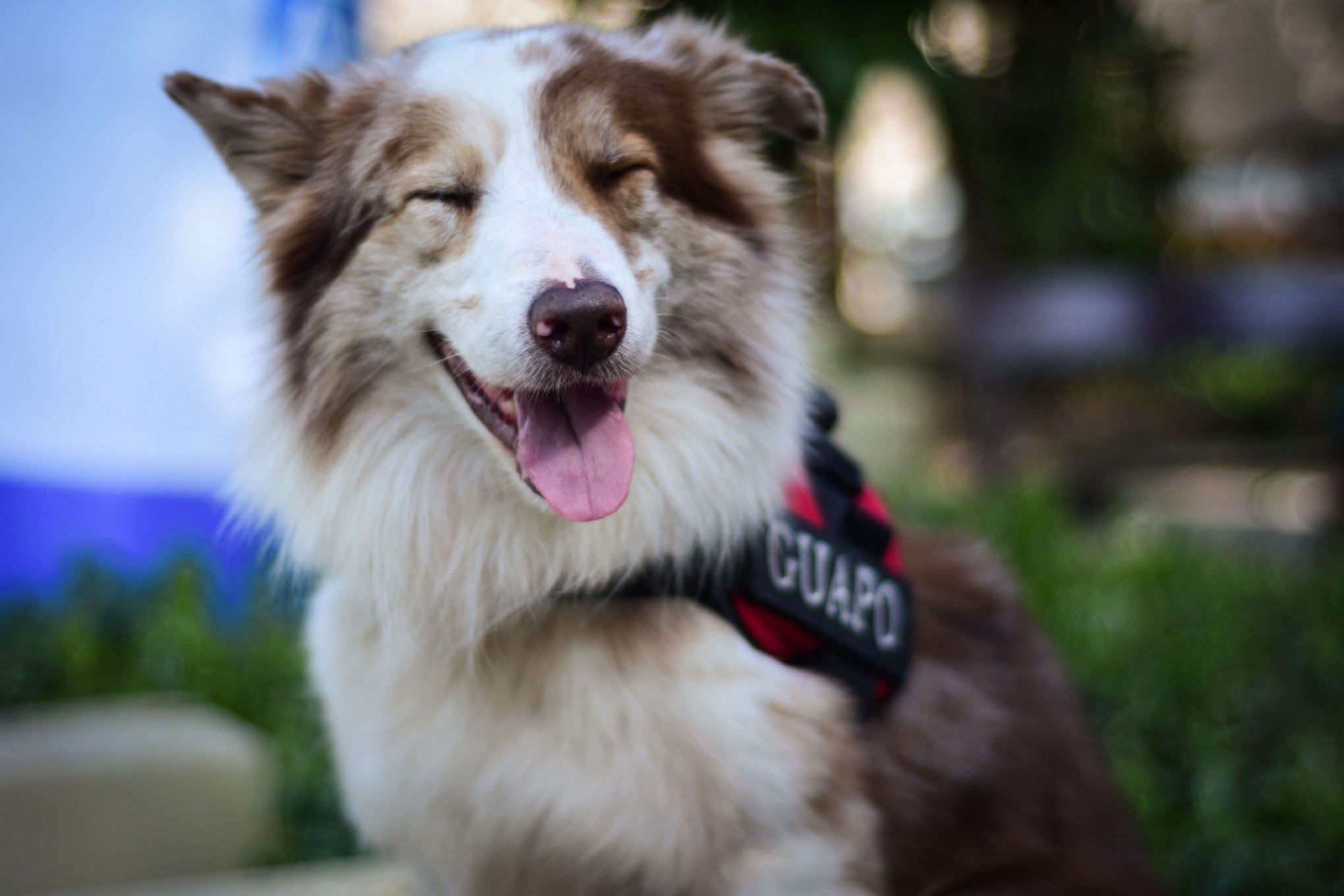 São Leopoldo recebe a Cãominhada neste domingo (18)