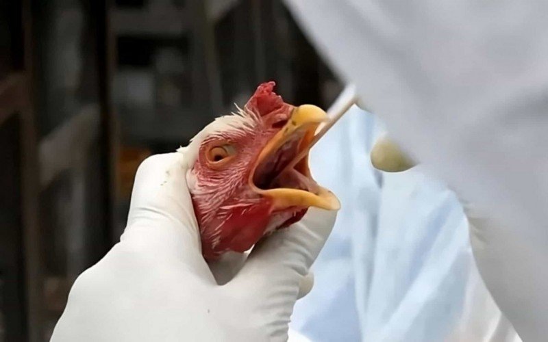 GRIPE AVIÁRIA: Caso único no Brasil mostrou como sistema é eficiente, diz Fávaro | abc+