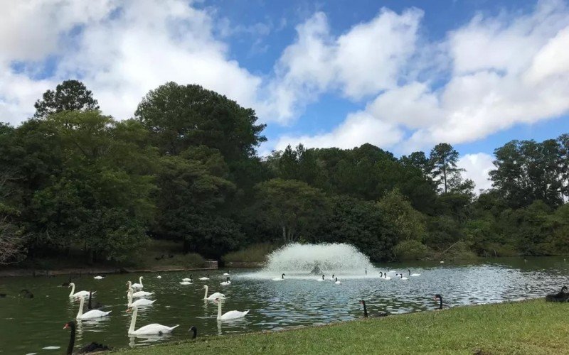 Gripe aviária causou a morte de cisnes e patos no Zoológico de Sapucaia do Sul