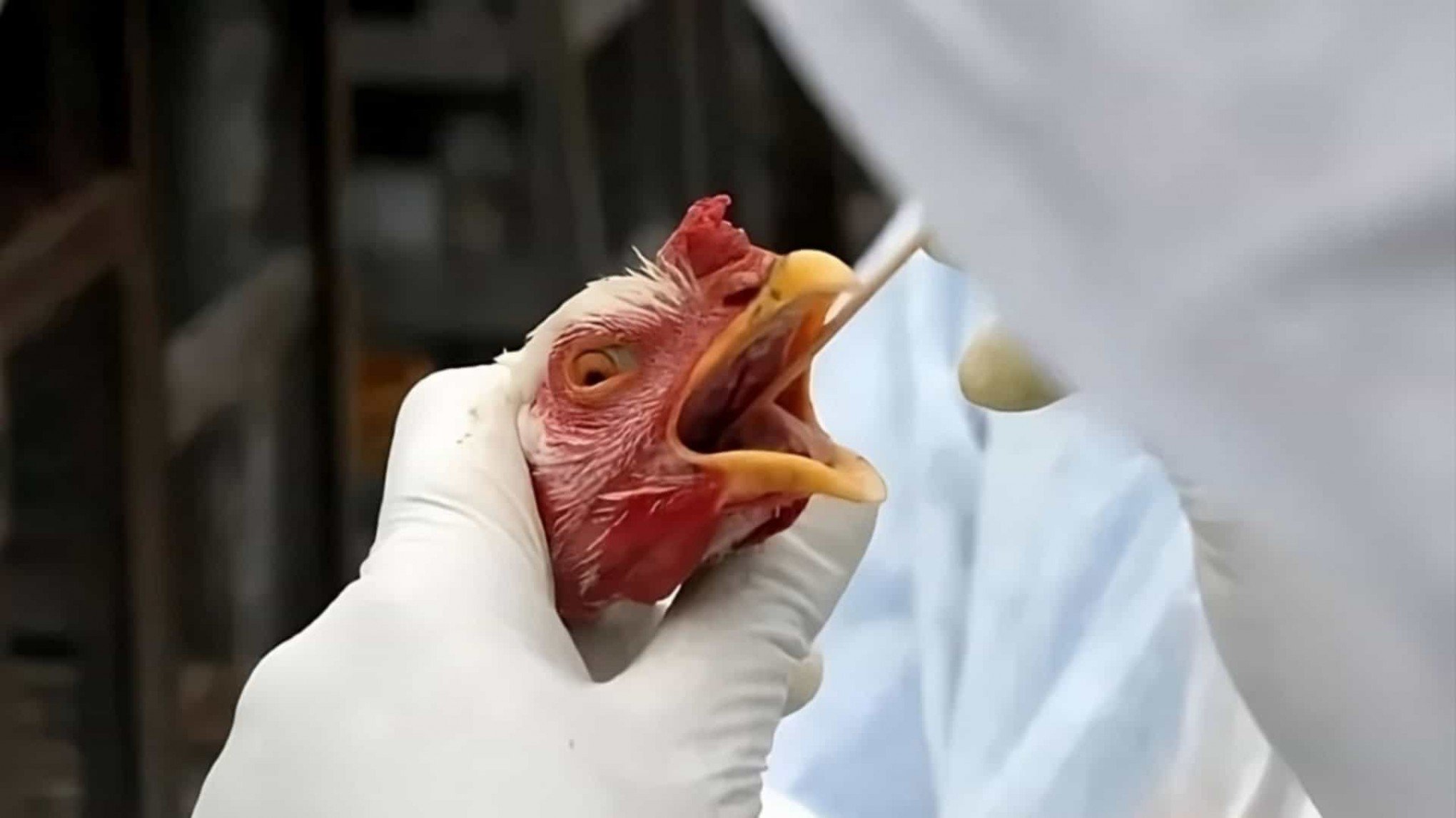 Primeiro caso em granja comercial do Brasil foi confirmado em cidade do Rio Grande do Sul; além disso, cisnes do Zoológico de Sapucaia do Sul morreram pela doença  | abc+