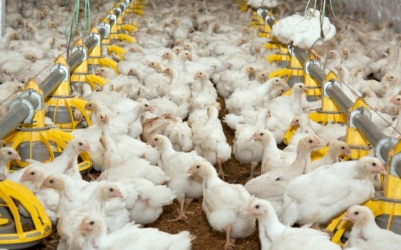 Exportação de frango brasileiro está sofrendo restrições após foco confirmado de gripe aviária no RS | abc+