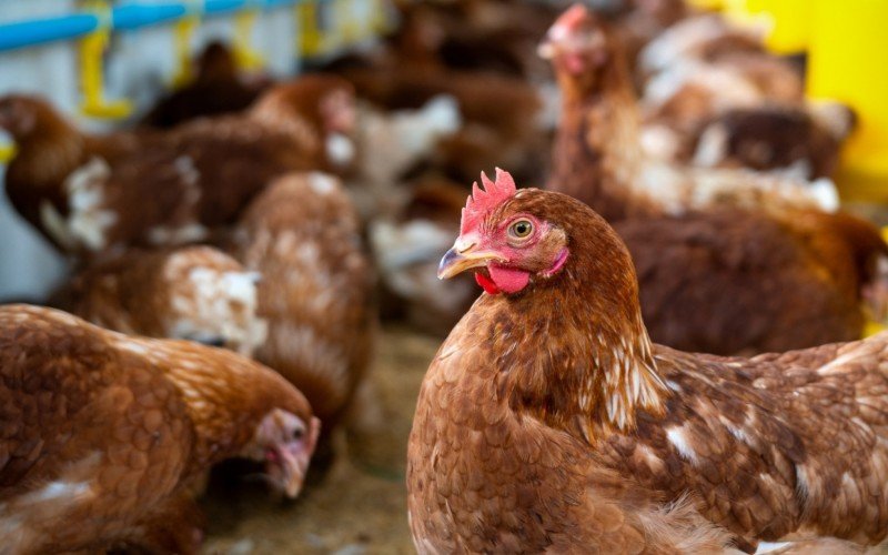 Foco de H5N1 em um sistema de avicultura comercial do Brasil foi confirmado no RS, na sexta-feira (16) | abc+