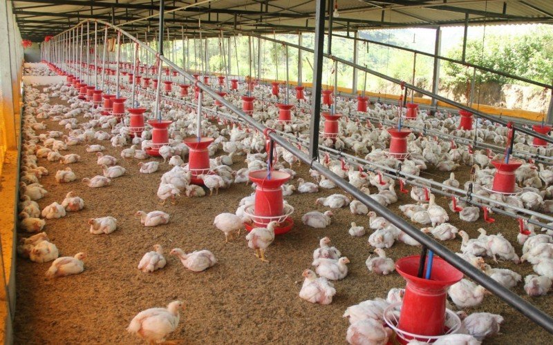Exportações de carne de aves e subprodutos do Brasil estão suspensas também para Uruguai e Chile | abc+