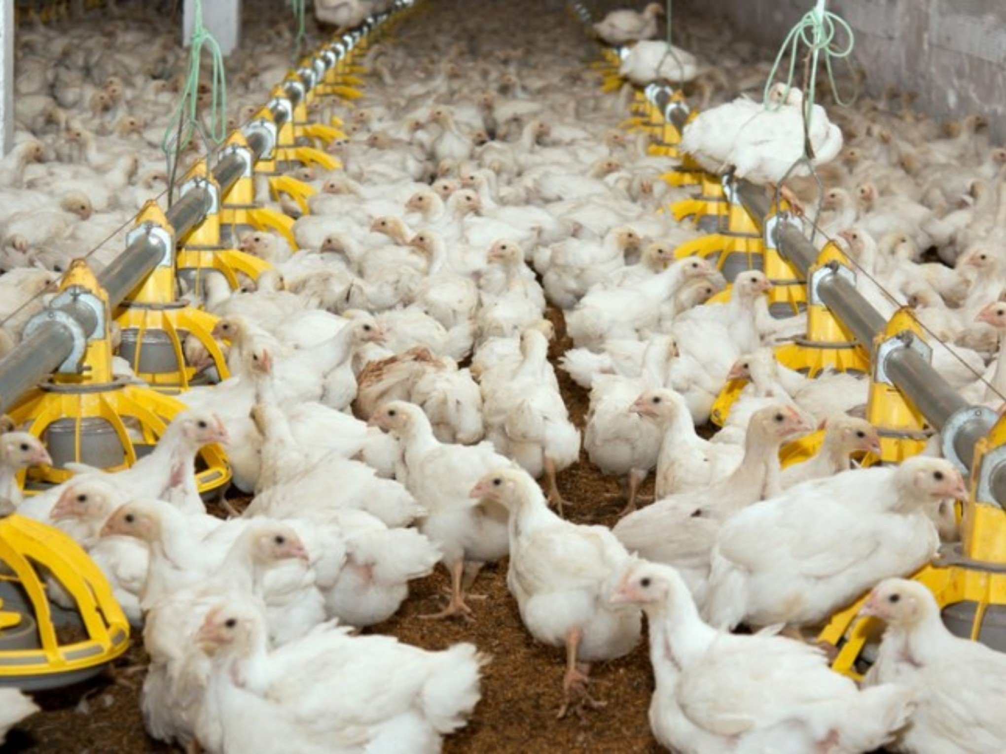 GRIPE AVIÁRIA: Exportação de frango brasileiro para Coreia do Sul, México e Rússia pode sofrer restrição; entenda