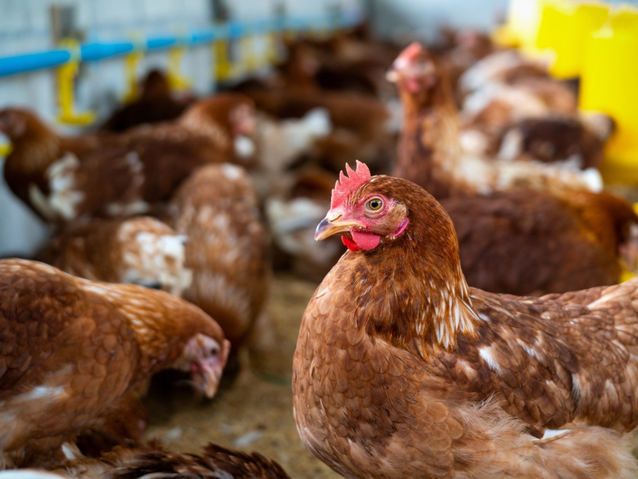 GRIPE AVIÁRIA: O que se sabe desde que o primeiro foco de H5N1 foi confirmado em granja de Montenegro