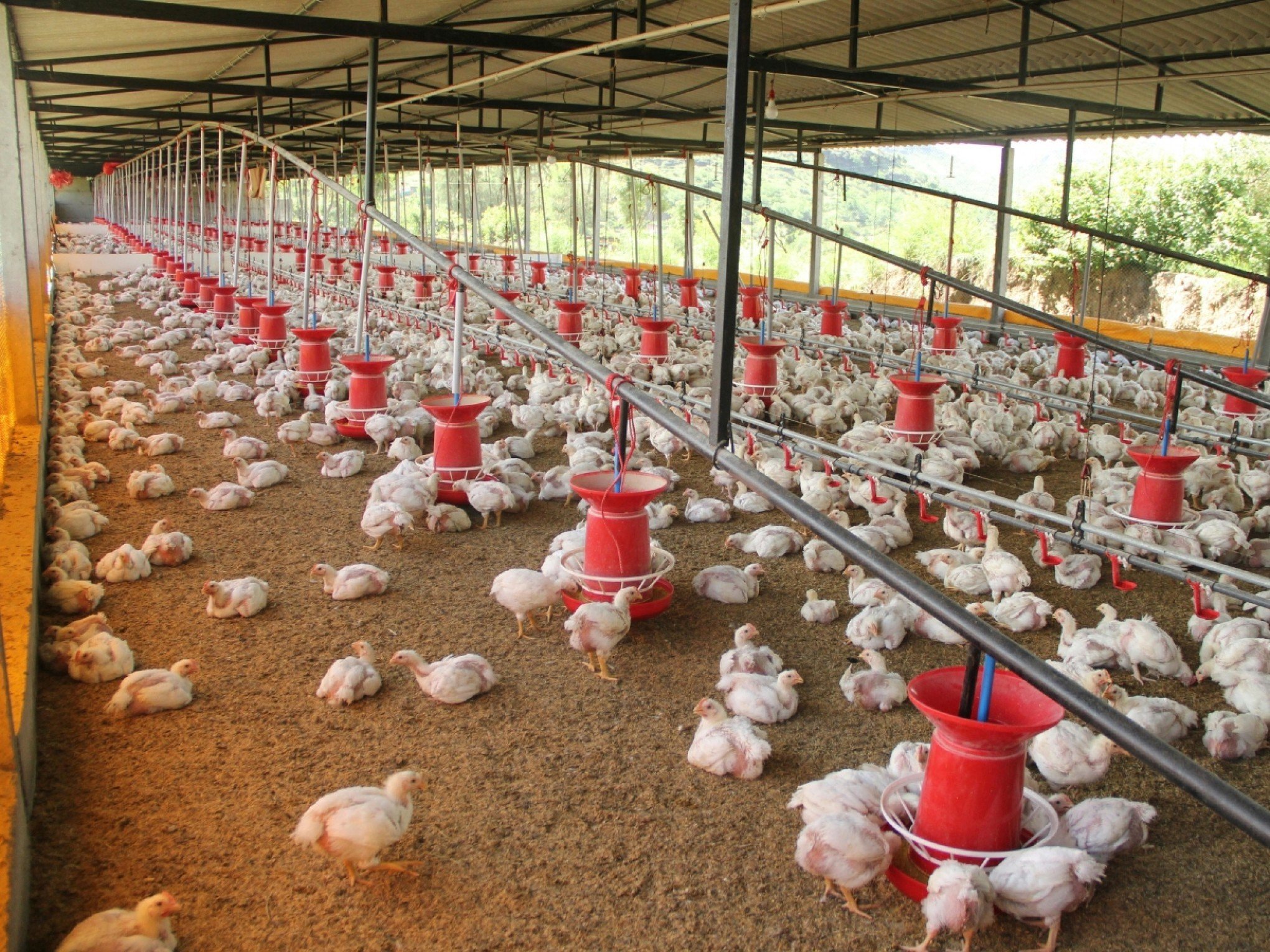 GRIPE AVIÁRIA: Uruguai e Chile também suspendem exportação de frango brasileiro
