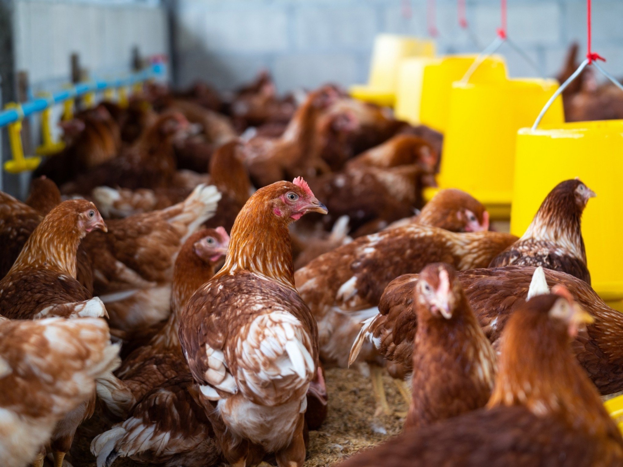GRIPE AVIÁRIA: Mato Grosso reforça fiscalização sanitária contra H5N1