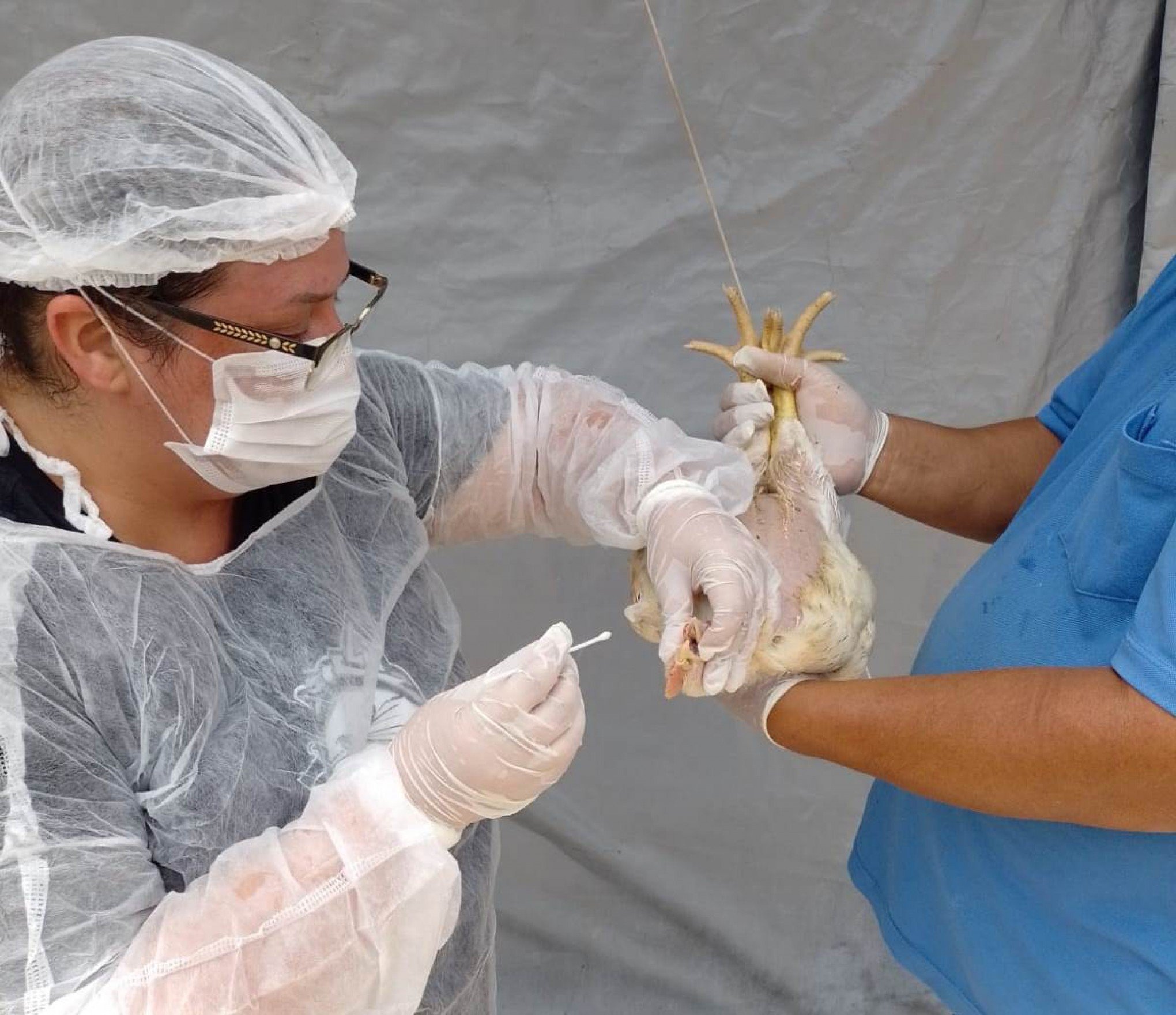 Rio Grande do Sul e Goiás decretam emergência após caso de gripe aviária em Montenegro